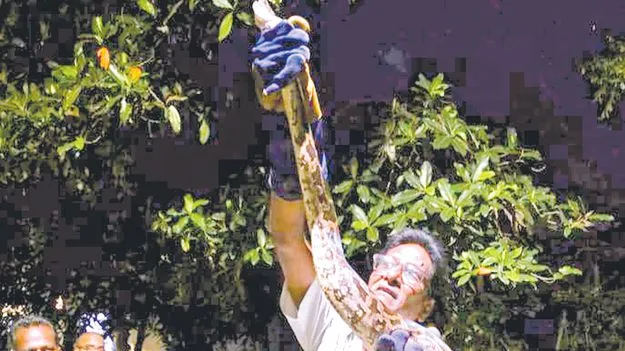 తిరుమలలో భారీ కొండ చిలువ