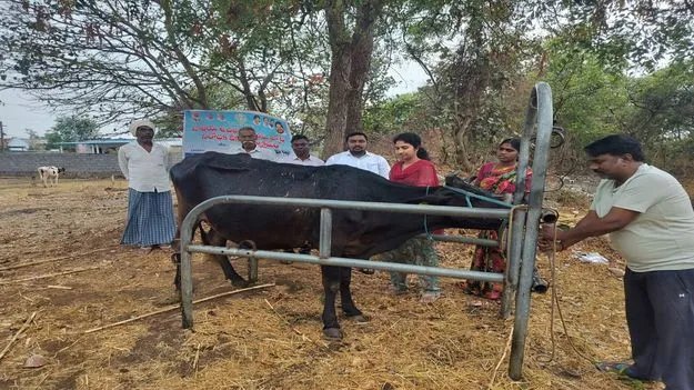  Karimnagar:  పశువులకు గాలికుంటు వ్యాధి నివారణ టీకాలు