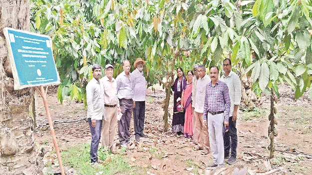 కోకో నర్సరీల అభివృద్ధి, అధిక దిగుబడికి  చర్యలు