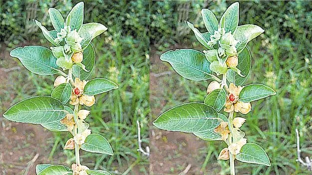 అశ్వగంధ ఆకులు ప్రమాదకరం