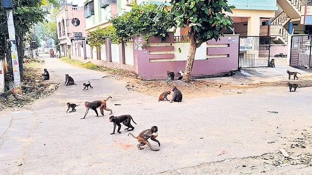 వానరాలతో వేగేదెట్టా?