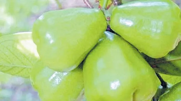 వహ్వా..!వాటర్‌ యాపిల్‌..!