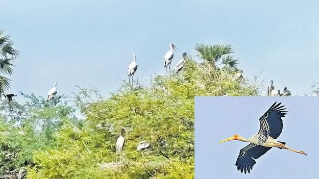 బైబై.. పెయింటెడ్‌ స్టార్క్స్‌ 
