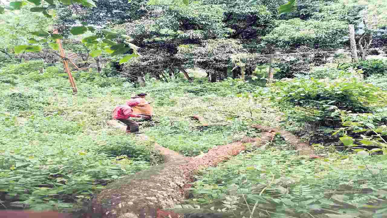 ఉద్యాన పంటల సాగుకు ప్రోత్సాహం