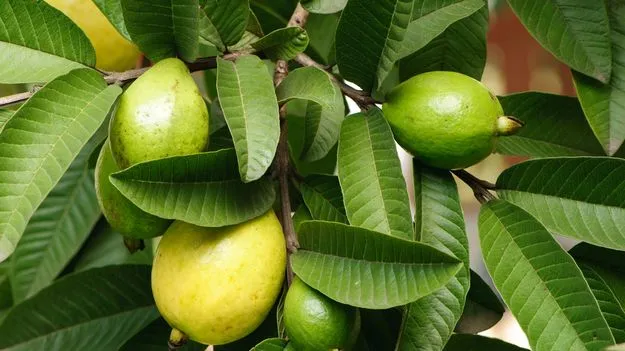 జామాకులతో ప్రయోజనాలెన్నో