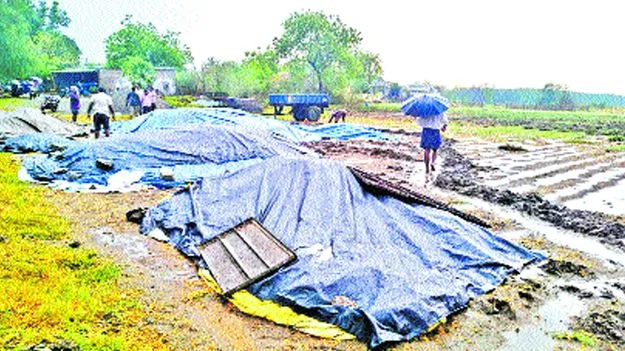 అకాల వర్షం..రైతుకు నష్టం