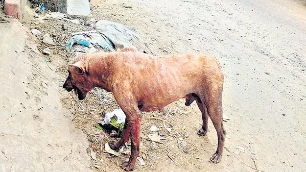 వీధి కుక్కలకు వింత వ్యాధి