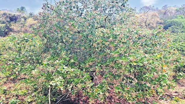 జీడిమామిడి రైతు డీలా