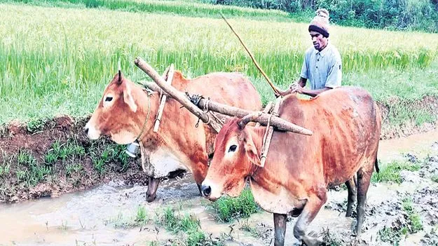 అన్నదాతకు ఆసరా