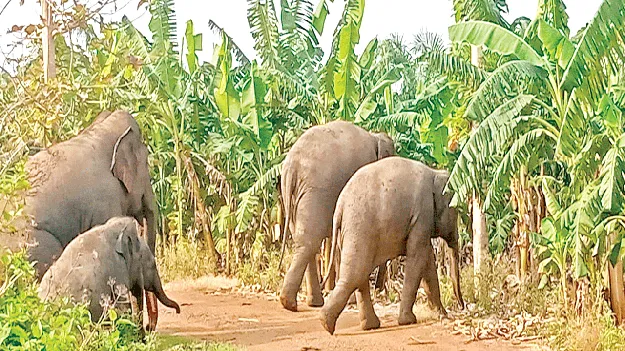 రాత్రంతా తిరుగుతున్నాయ్‌..