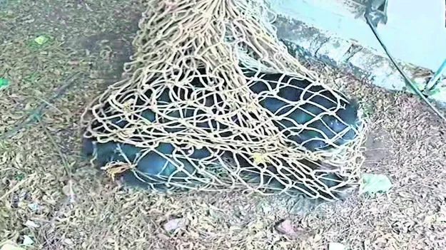 WILDLIFE: జనావాసాల్లోకి వన్యప్రాణులు