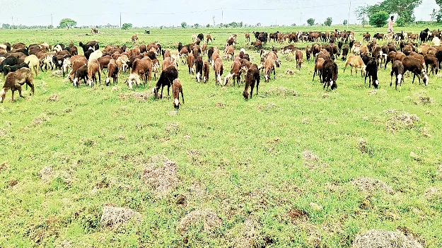 ఎల్‌నినో ప్రభావంతో వర్షాభావం