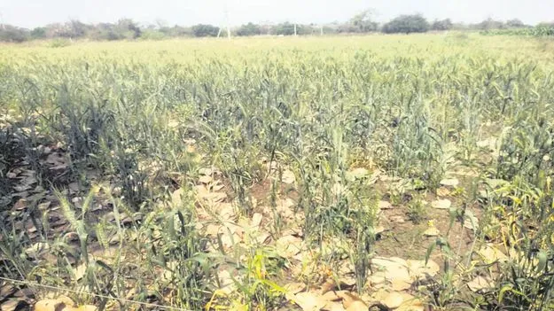 kumaram bheem asifabad- అడుగంటిన చెరువులు 