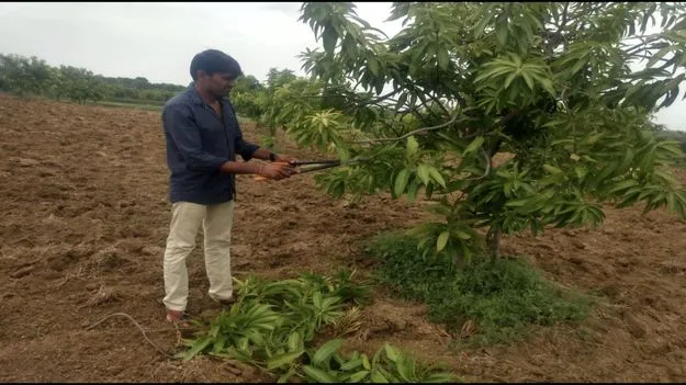  మామిడి కోతల అనంతరం నిర్లక్ష్యం వద్దు..