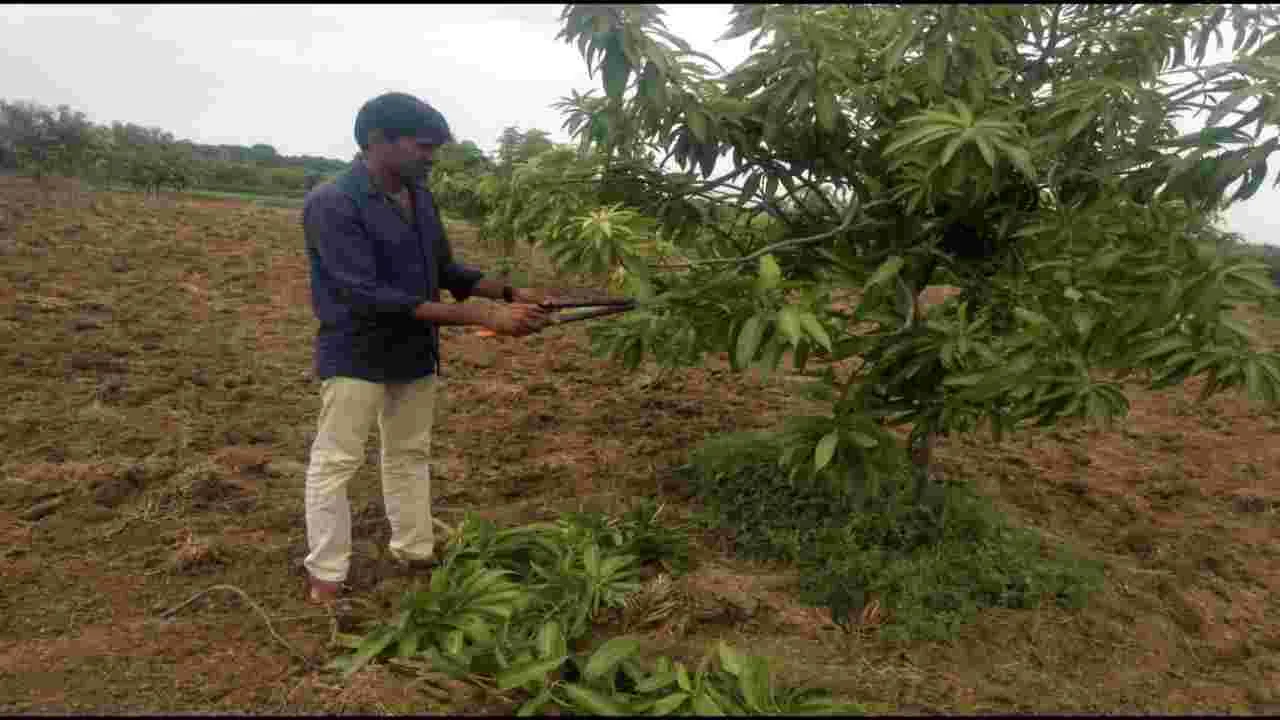 మామిడి కోతల అనంతరం నిర్లక్ష్యం వద్దు..