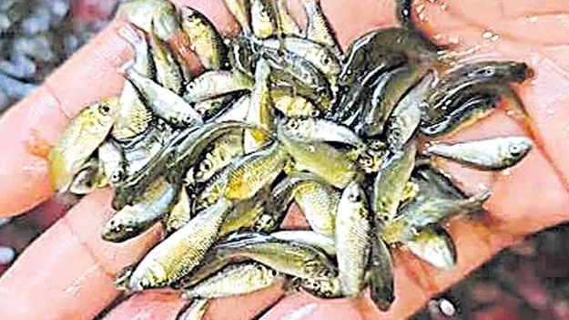 ఉచిత చేప పిల్లల పంపిణీపై నీలినీడలు