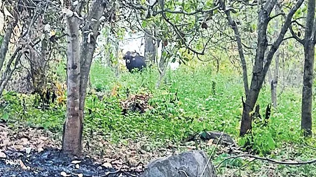 పినకోటలో అడవిదున్నల సంచారం