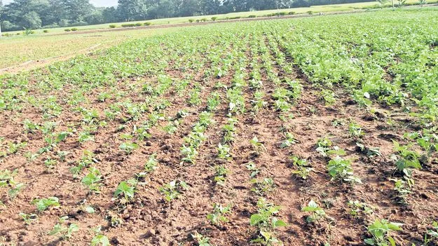 రాజ్‌మా సాగు విస్తీర్ణం పెంపునకు ప్రణాళిక