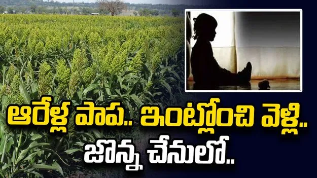 ఇంట్లోంచి వెళ్లిపోయిన ఆరేళ్ల చిన్నారి.. జొన్నచేనులో నిద్రిస్తూ..