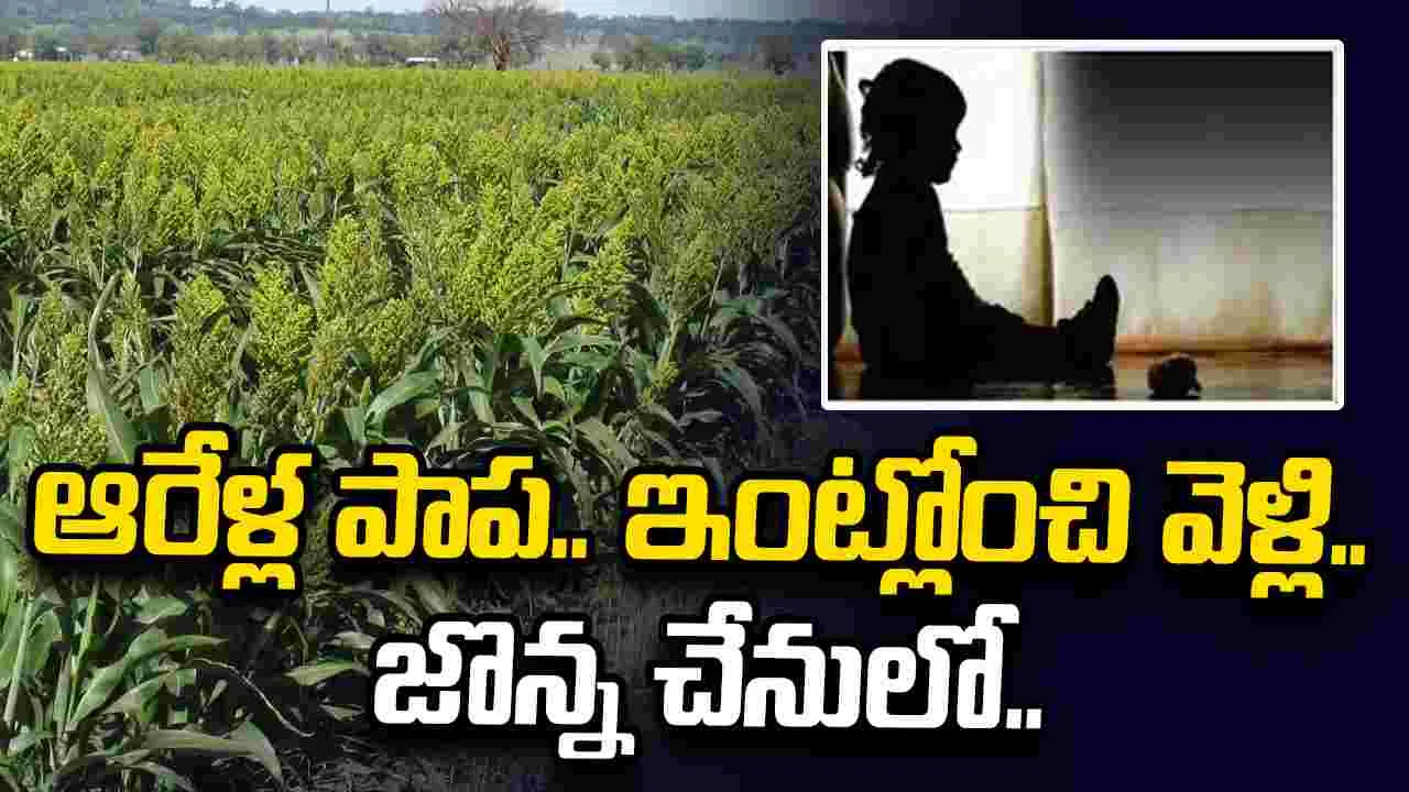 ఇంట్లోంచి వెళ్లిపోయిన ఆరేళ్ల చిన్నారి.. జొన్నచేనులో నిద్రిస్తూ..