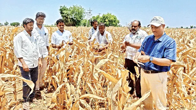 మొక్కజొన్న పరిశీలన