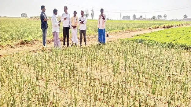 ఉల్లిసాగులో అప్రమత్తంగా ఉండండి