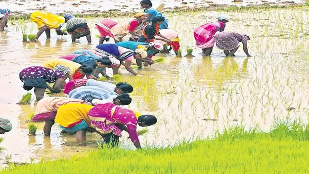 మన్యంలో ఖరీఫ్‌ సందడి