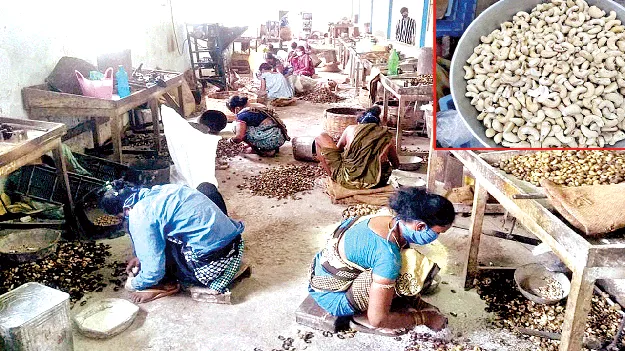 నిలిచిన జీడి  ఎగుమతులు 