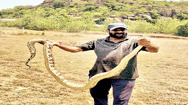 భారీ కొండచిలువ హల్‌చల్‌