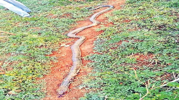 అమ్మవారి ధారకొండలో భారీ సర్పం కలకలం 