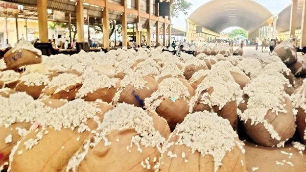 పెరిగిన పత్తి ధరలు 