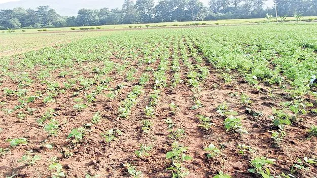 రాజ్‌మాకు సర్కారు తోడ్పాటు