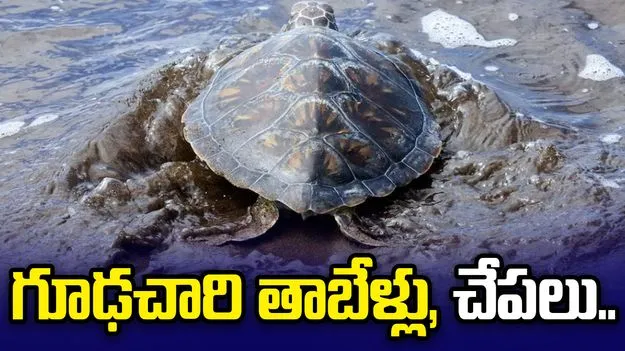 చైనాలో గూఢచర్యం చేస్తున్న తాబేళ్లు, చేపలు.. 