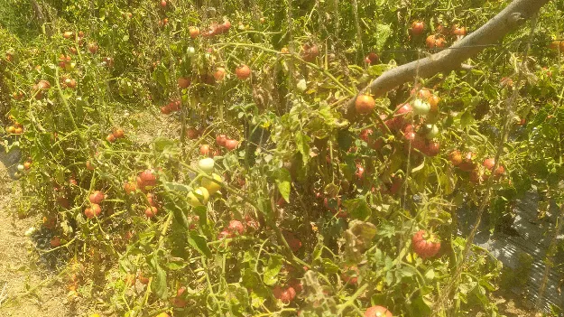 టమోటా ధరల్లేక రైతులు విలవిల