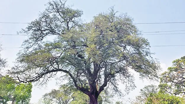 గిరి రైతుకు దిగుబడుల చింత! 