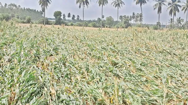 పంటంతా నేలపాలు