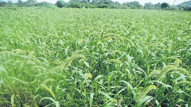 మన్యంలో క్షీణించిన కొర్ర సాగు