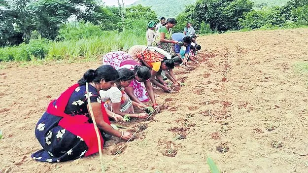 గుళి రాగి సాగుతో దిగుబడులు రెట్టింపు