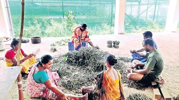 మిరియాల నర్సరీల అభివృద్ధికి సమయమిదే!
