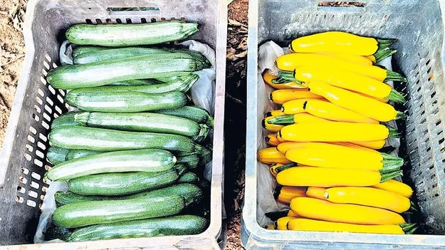 జుక్కినీకి మంచి డిమాండ్‌