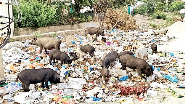 డోన్‌లో పందుల స్వైర విహారం