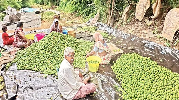    నాడు బస్తా రూ.300..   నేడు రూ.4,000 