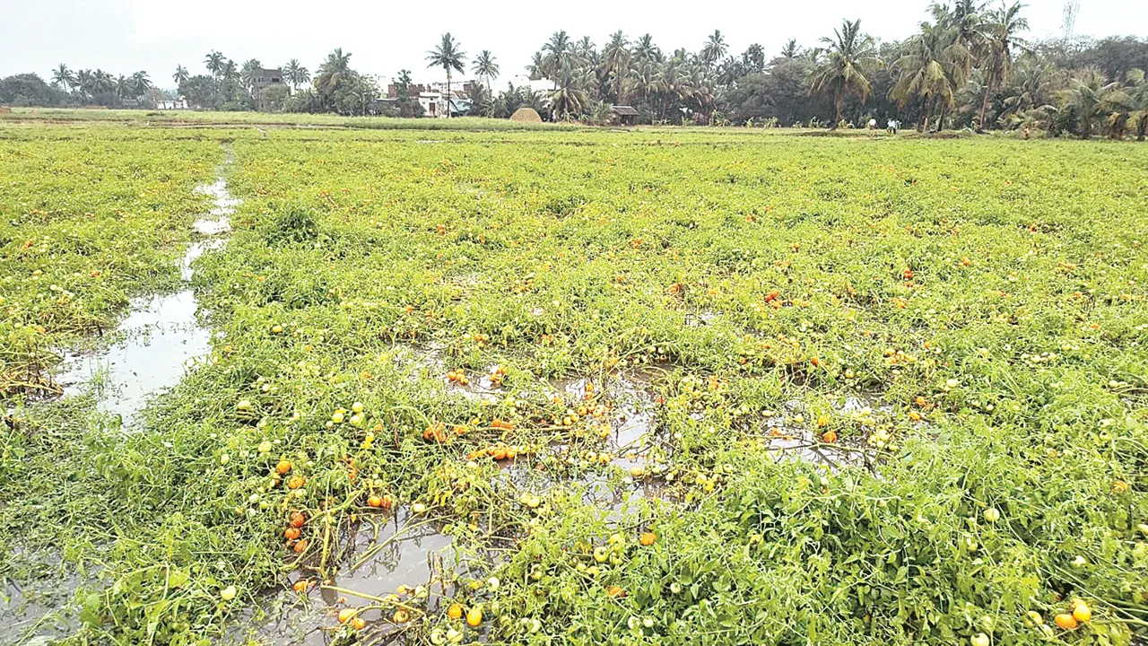 టమాటా రైతు కుదేలు