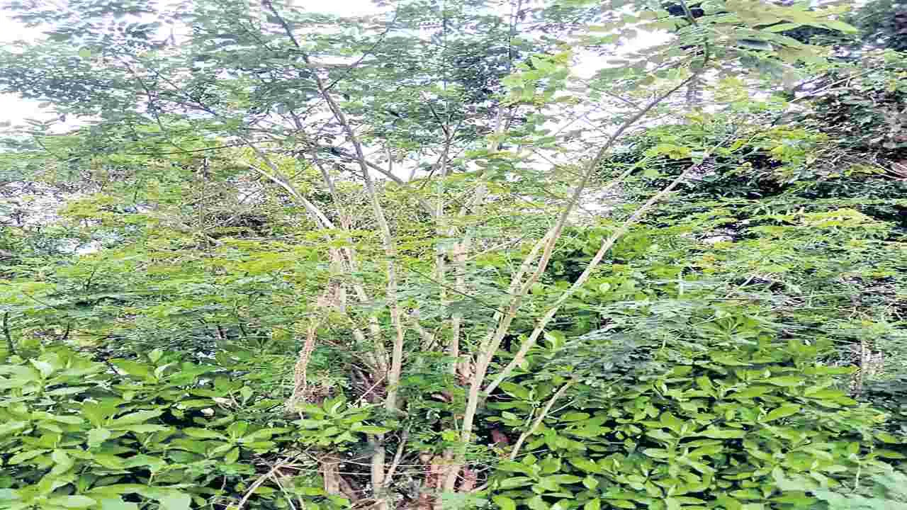 నయాపైసా మొక్కతో పంటలకు మేలు