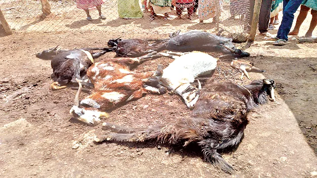 విద్యుదాఘాతంతో ఏడు మేకల మృతి