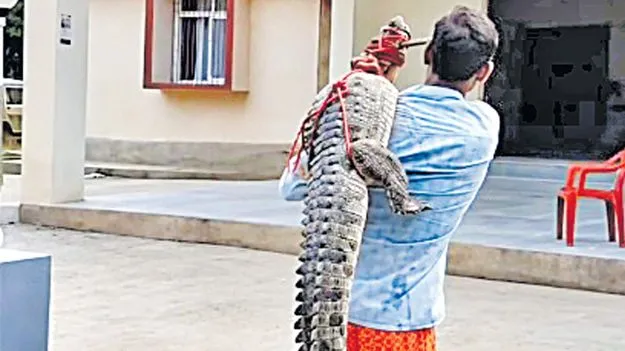 మొసలిని భుజంపై మోస్తూ పోలీస్‌ స్టేషన్‌కి!