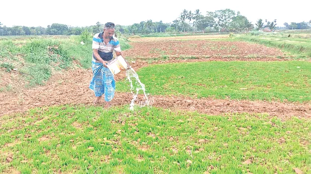 చినుకు రాలదు.. నారు పెరగదు