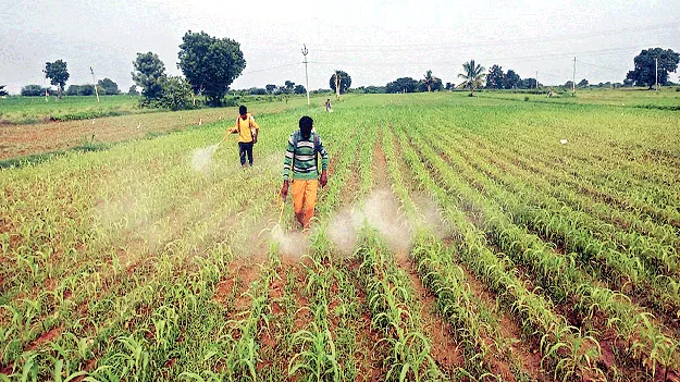 మొక్కజొన్నకు కత్తెర