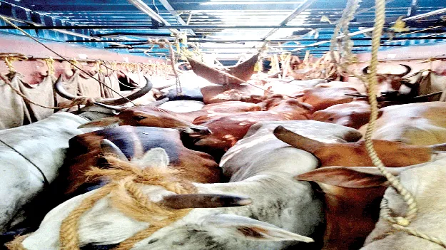 ఆ సంతను మూసేశారు