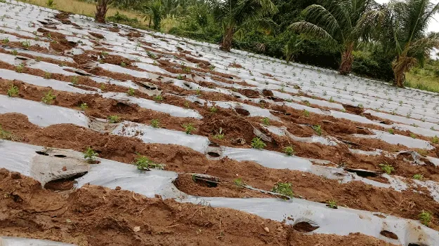 హడలెత్తించిన ఏనుగుల మంద 